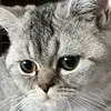 linkolloollol