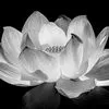 tinh.nguyen.duy50