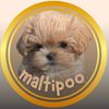 maltipoo_kyiv_ukr