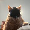 ali_the_cat_1