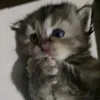 nicxo56