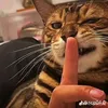 usebaoly