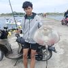 syaiful.ananda