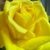 mrsbhukhari