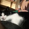 the.cats.peasent