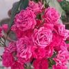 faruk.khan0740