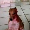 ardillito_