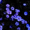 muradbaevna_02