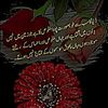 sherali8248