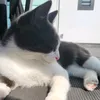 rat_likes_rats