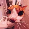 ellenzita05