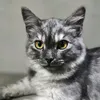 lunameowwww