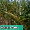 mahano.kwezi