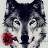 kavkaz.f