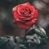 raniaabdalla34