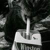 ajla_the_original