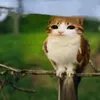 tamburuki2