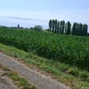 patate4455
