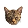 leo.calicat