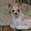 ponderous.prince