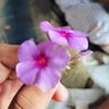 simran.adhikari65