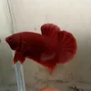 Aljohn Betta