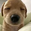 minhhieudz20