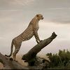 auni_786
