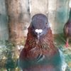 bernecleboy_kevin