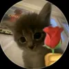 tran.ngoc.phong11