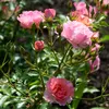 rose_des_vents8