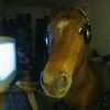 og_equine