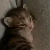 amelia.kittysuka