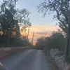 lily_ibiz