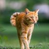 fabio.capelle8