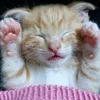 Cutelittle