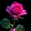 user3381912525880