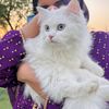 shezadishezadi066