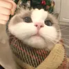 cuctimdidong