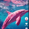 dolphins 🐬♒️💦