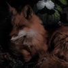 foxes_are.the_best3