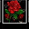 wonderrr_womennn