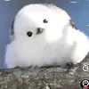 poepoph
