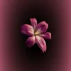 farida.mohamed2481