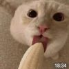 turkishcat666
