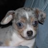 ozzyschihuahua
