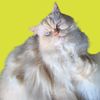 marm.charm