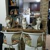 mis.gatitos957