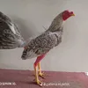 yilbert.carrizale