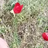 sazdel.asmael